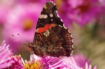 无限拨打电话软件