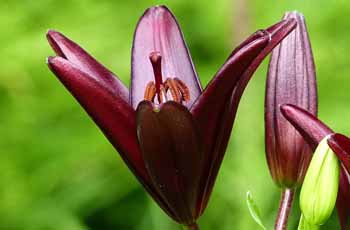 轰炸电话在线使用