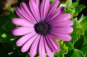 轰炸电话在线使用