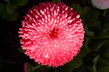 官方认证的呼死你免费试用在线