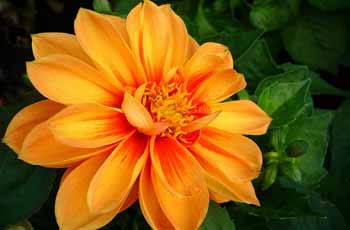 注册服务中心的电话轰在线轰炸免费软件