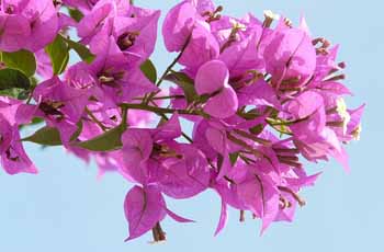 不闪退稳定的网页版呼叫中心