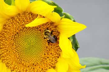 效率提升必选的呼死你免费试用在线